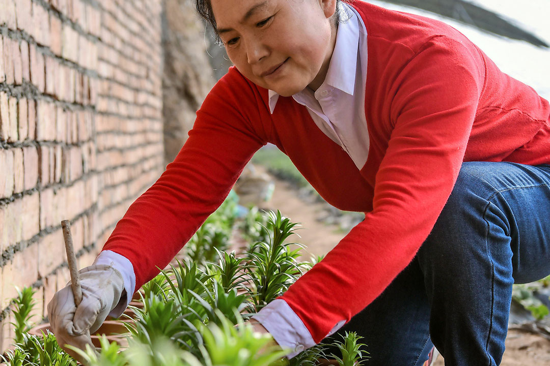 Het gros van de Chinese kassen is nog van het type dat 100 jaar geleden al in het Westland stond, een warmte vasthoudende muur met schuin aflopend glas, of zoals nu in China, met plastic folie. - Foto: ANP/Ding Lei Xinhua