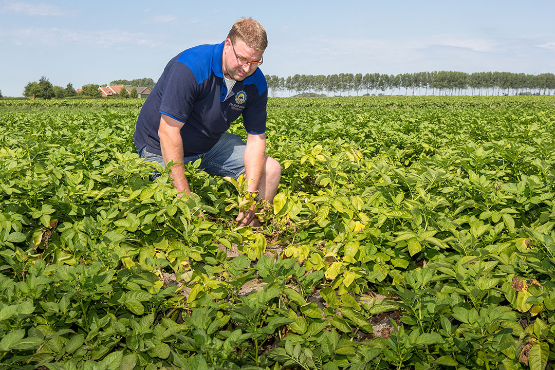 Het aardappelloof van de Melody's van akkerbouwer Nils van Tilbeurgh is vergeeld door de droogte. Dit perceel is twee maal beregend. Het schiereiland Tholen is zo ongeveer de enige locatie in Zeeland waar dit kan uit oppervlaktewater.