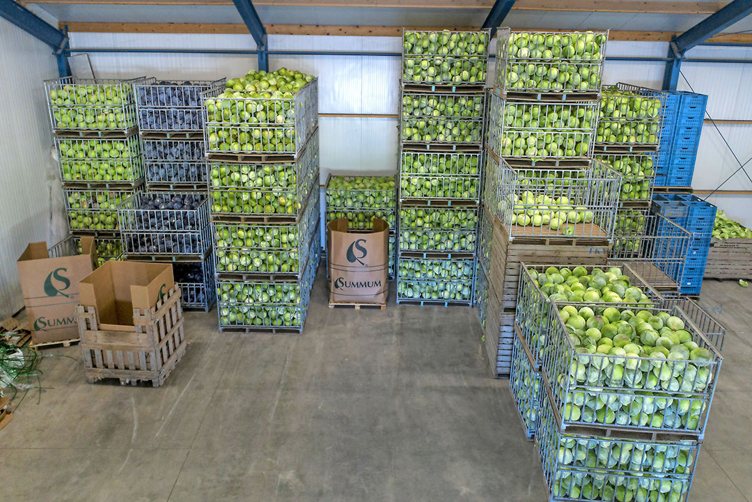 Telers witte kool ook gevraagd naar oneerlijke handelspraktijken. Foto: G&F