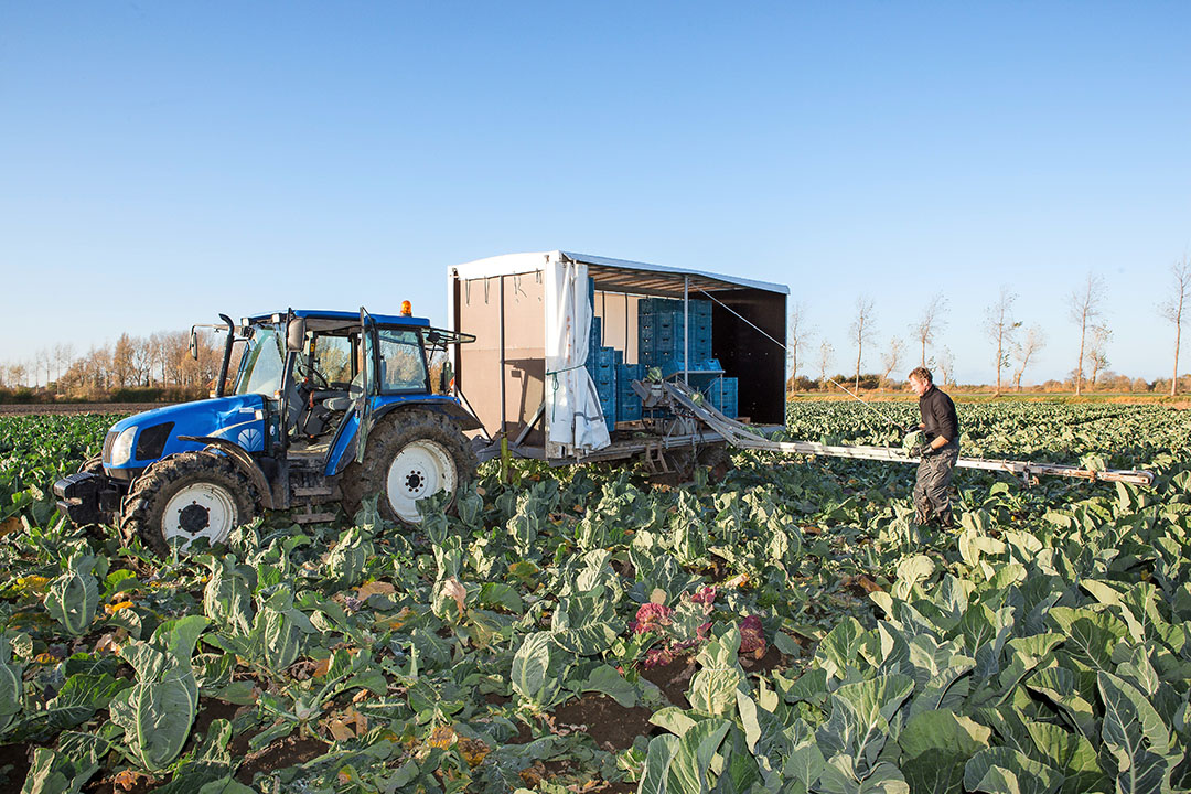 in de open teelten ziet men het relatief zonnig in - foto: Peter Roek