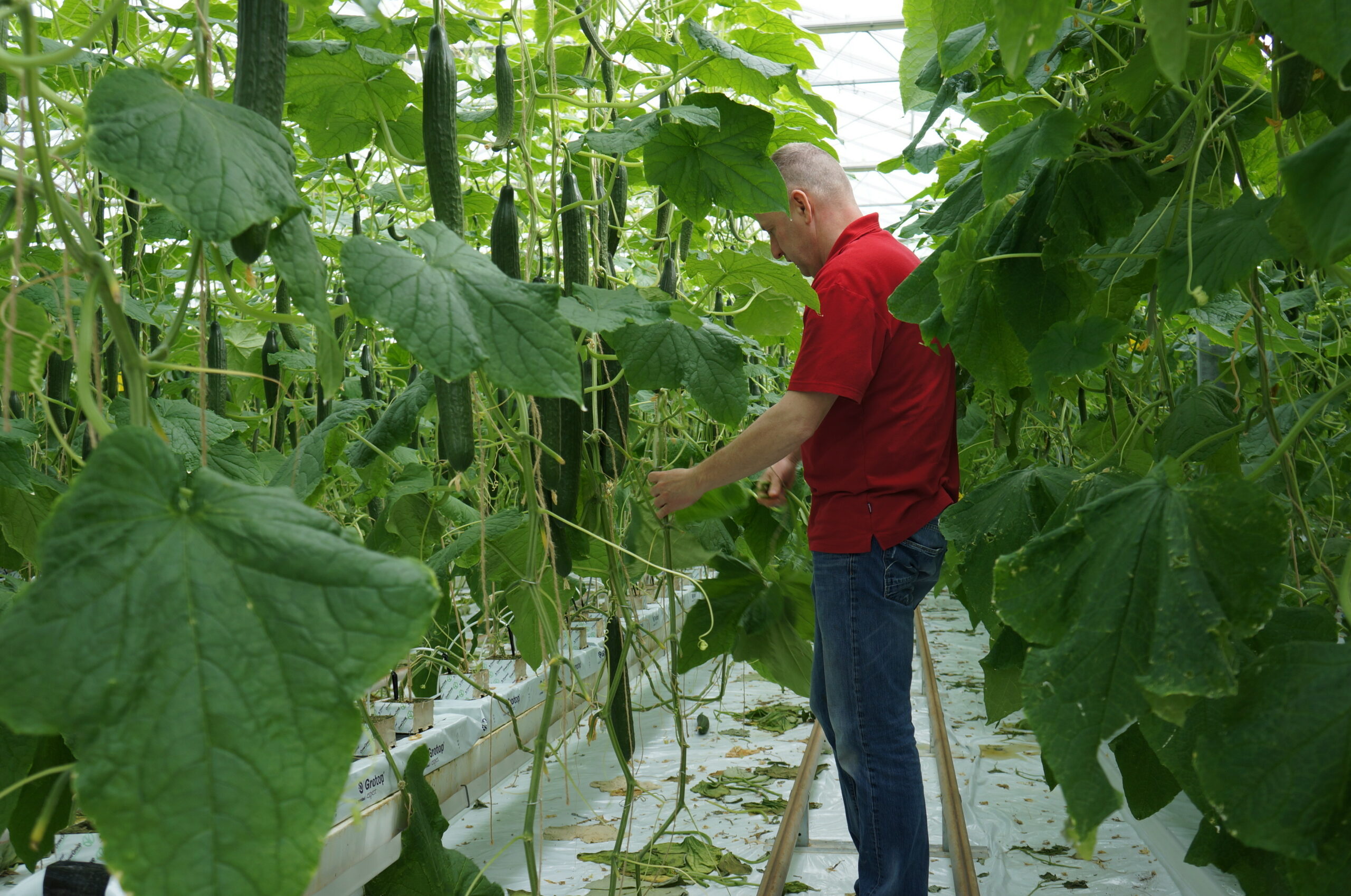 GMO-subsidie aantrekkelijker