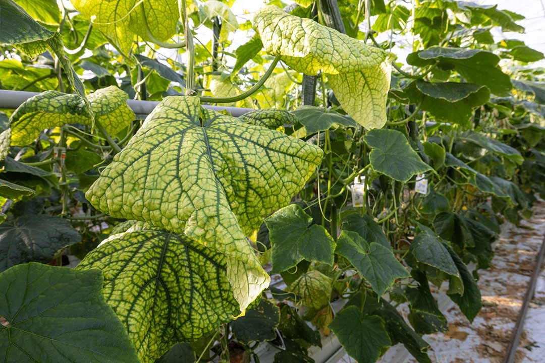 Met 30% besmette planten, zorgde een aantasting door het CABY-virus voor tegenvallende resultaten in de afgelopen teelt. Productiederving viel mee. - Foto: Peter Roek