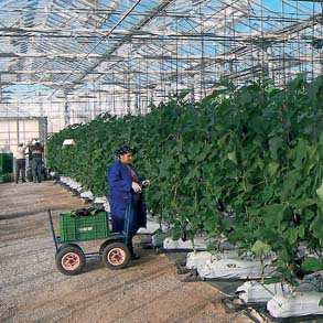 Hortiespaña bundelt belangen Spaanse groente