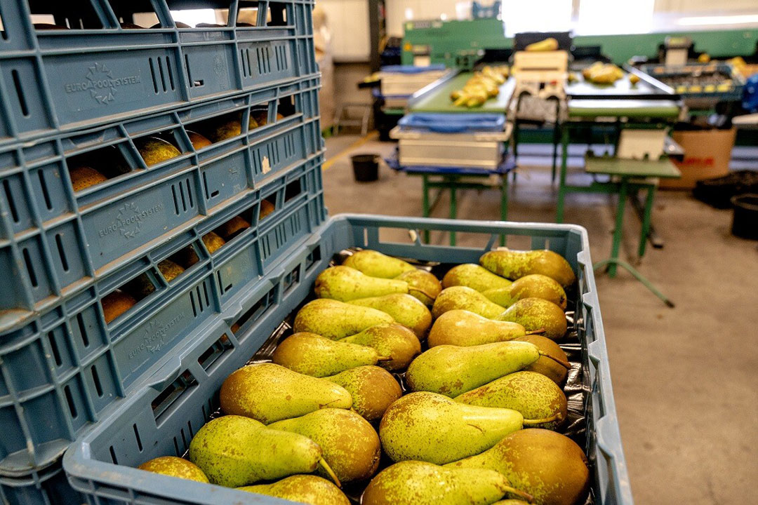 Archieffoto van peren verpakken dus niet van betreffende overtreder. Foto: ANP