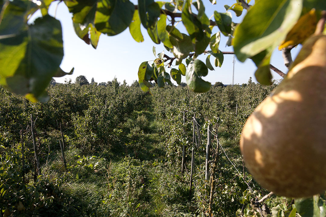 Biologische tuinderij (archiefbeeld). - Foto: Joris Telders