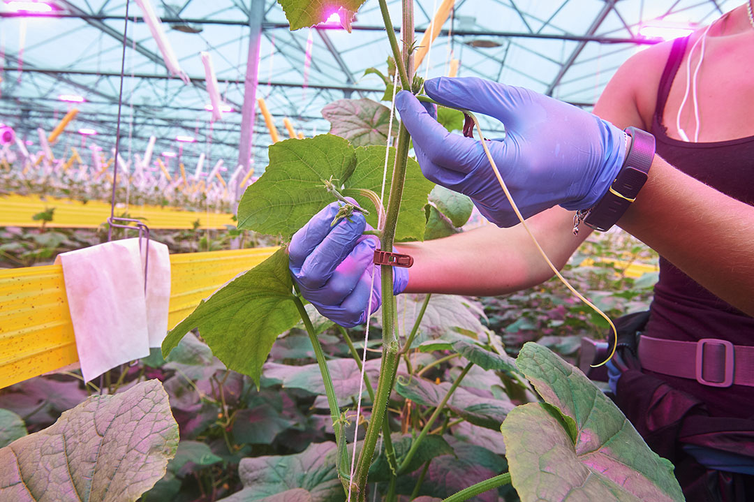 Twee oksels worden leeggehaald om te hoge plantbelasting later in het seizoen te vermijden. - Foto: Van Assendelft