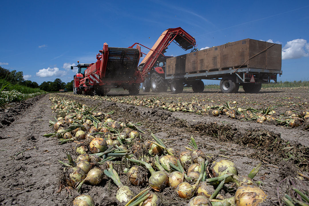 Oogst van uien. - Foto: Peter Roek