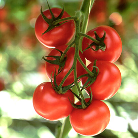 &apos;De tomaten moeten in de laatste weken van het jaar nog pieken&apos;