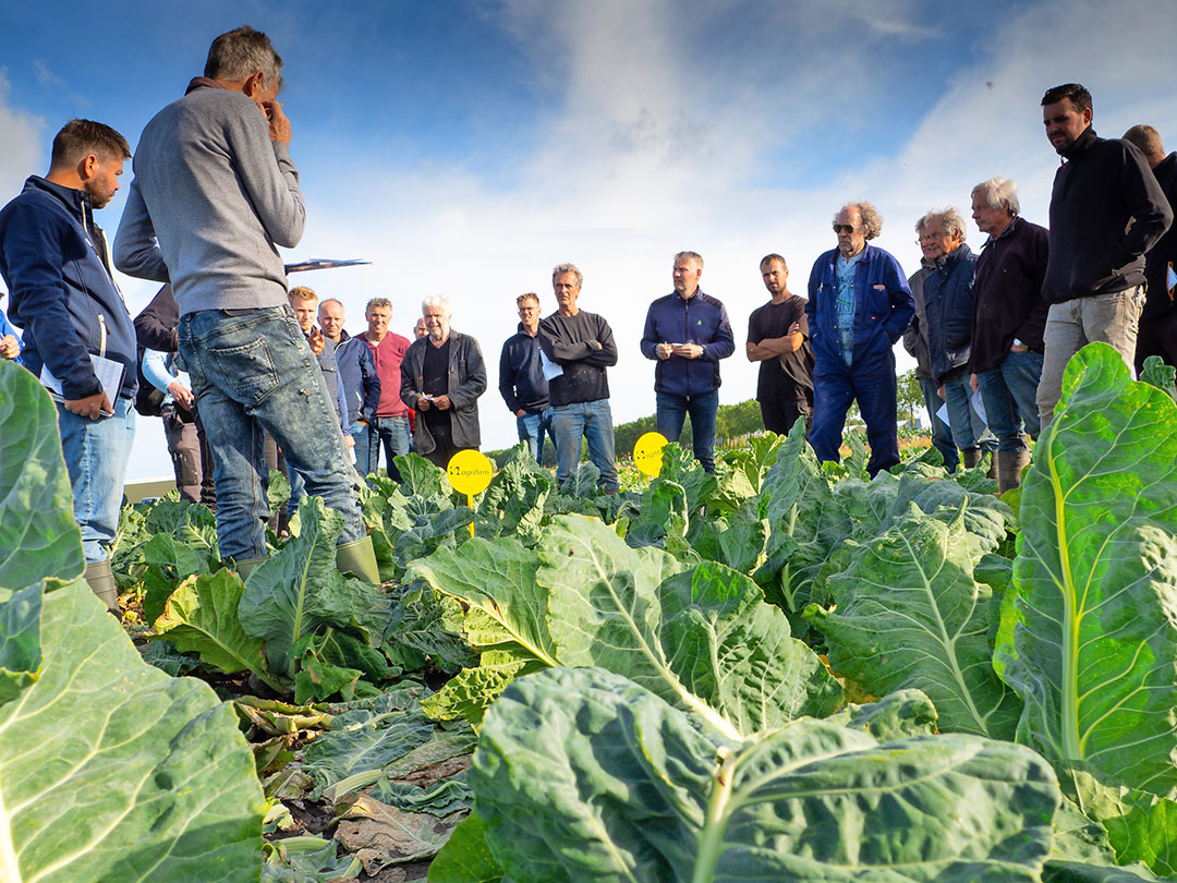 Op de voorgrond oud-bloemkoolveredelaar Siem Groen, die de beoordeling van de rassen doornam - Foto: Marga van der Meer.