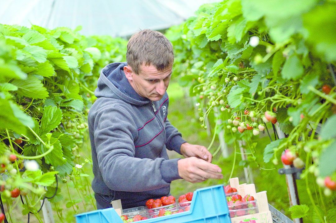 De aardbeientelers van Zundert zien nog wel heil in een veiling mét GMO. - Foto: G&F