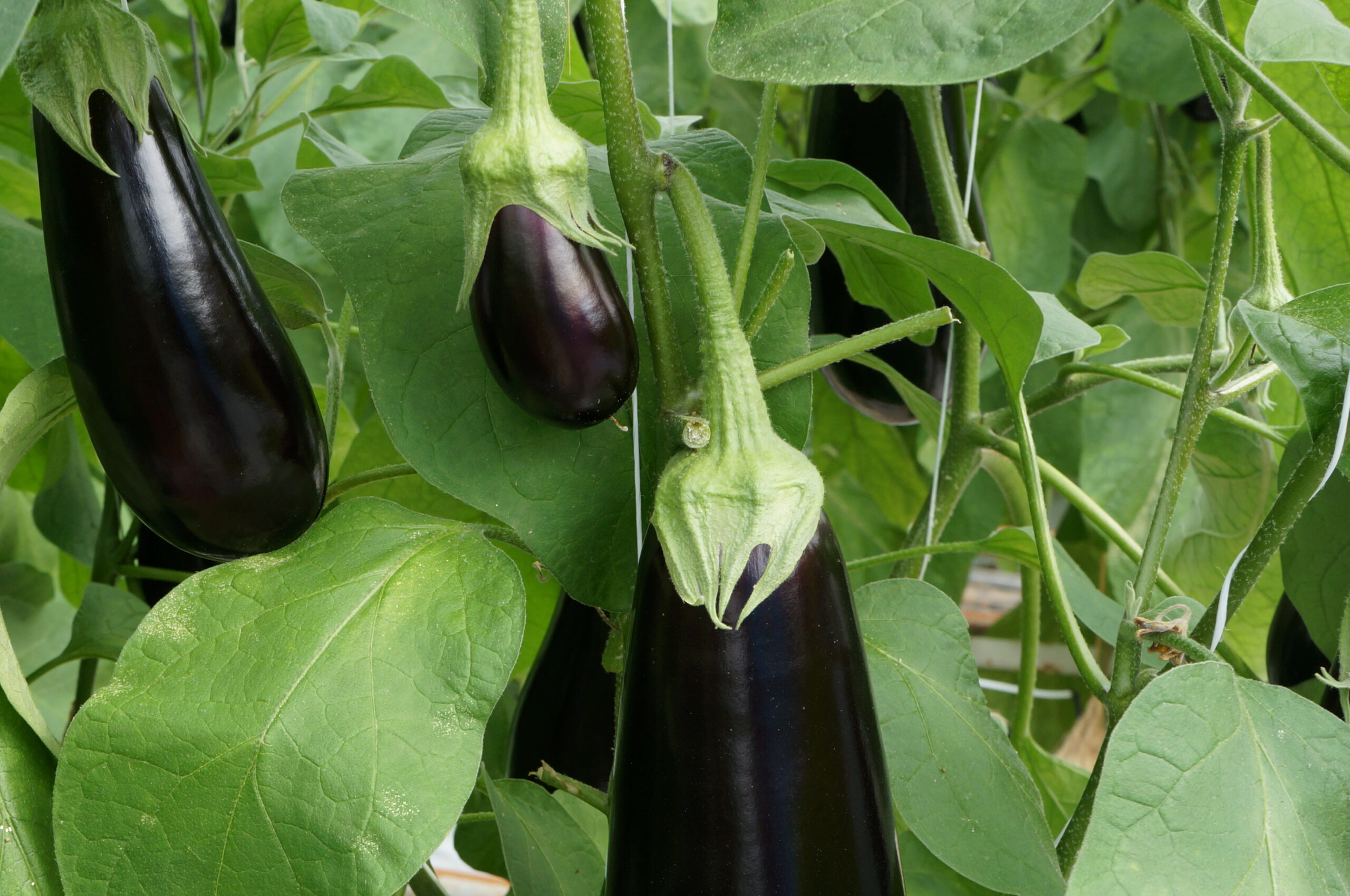 Auberginegewas klaar voor een hete zomer