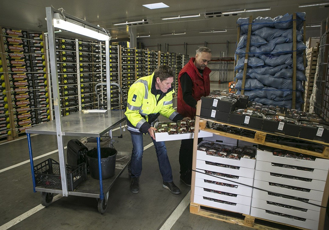 Paprikasnuitkever wordt bij inspecties op import nog wel eens aangetroffen. Foto©Roel Dijkstra Fotografie / Foto Ineke Kamp