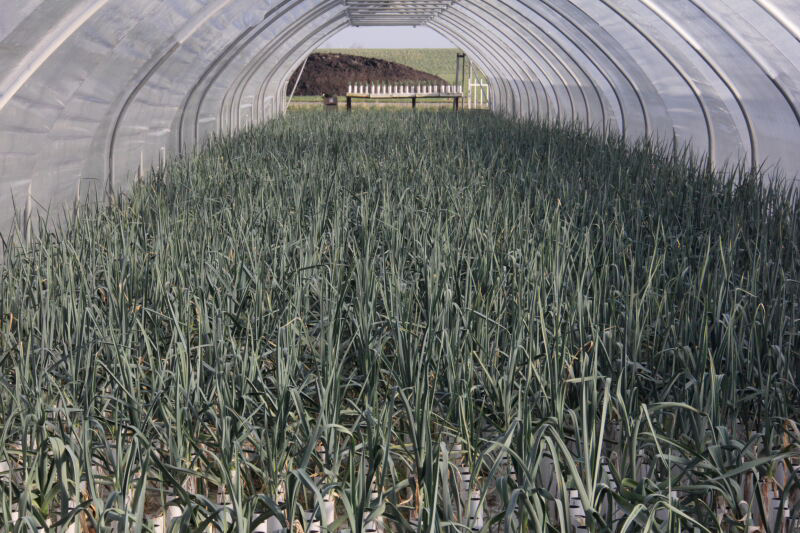 Preiteelt op water. GMO moet meer draaien om vernieuwing. Foto: Boerderij