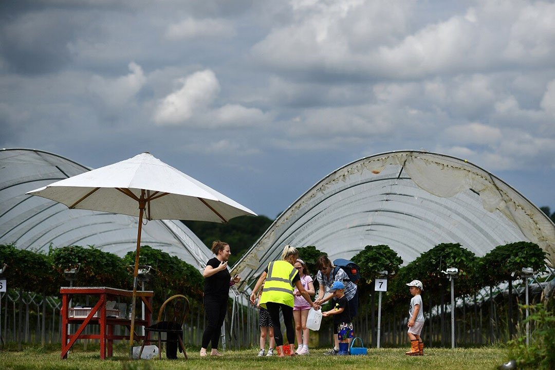 Brits aardbeienbedrijf met zelfpluk. Een meerderheid van telers wil geen heffing meer betalen voor Britse productschap Agriculture and Horticulture Development Board (AHDB). - Foto: BEN STANSALL / AFP