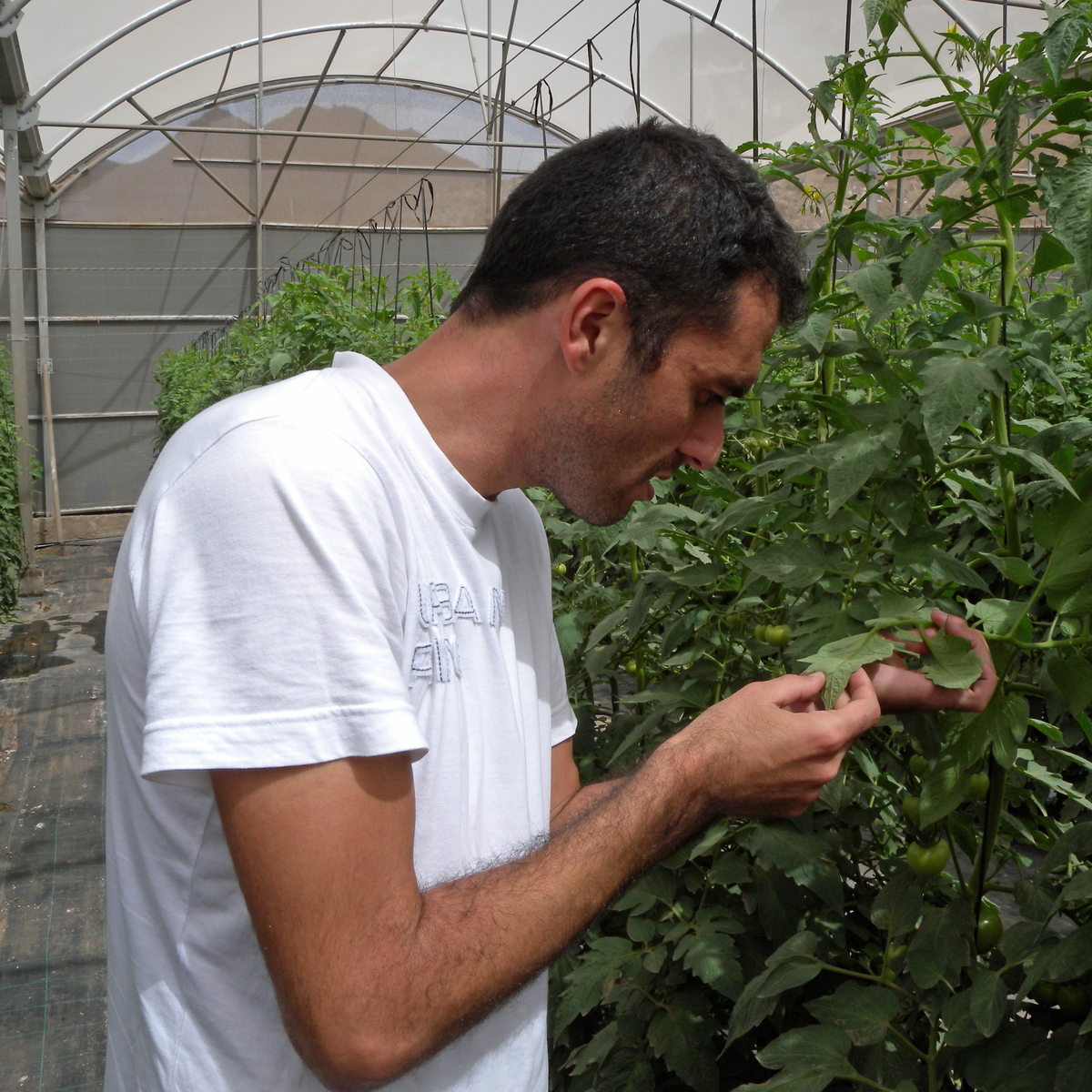 Tuinders Almeria beknibbelen op biologische bestrijders