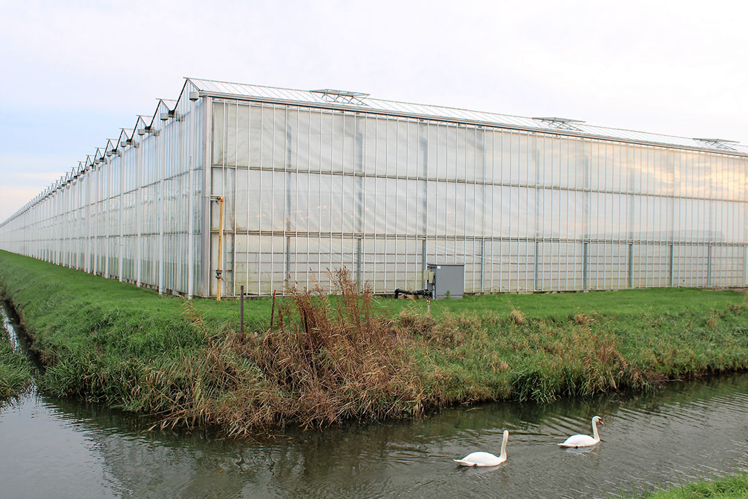 Vooral de steeds grotere glastuinbouwbedrijven kunnen extra profiteren van het voordeel in de nieuwe vennootschapsbelastingtarieven. - Foto: Ton van der Scheer