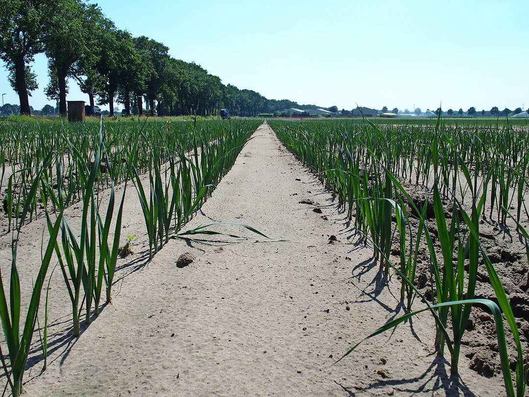 Bodemherbiciden werken het beste in vochtige grond. Dat komt omdat deze middelen goed wateroplosbaar zijn. Concrete HF zorgt ervoor dat het herbicide in de toplaag beter wordt vastgelegd waardoor het langer zijn werking kan doen.