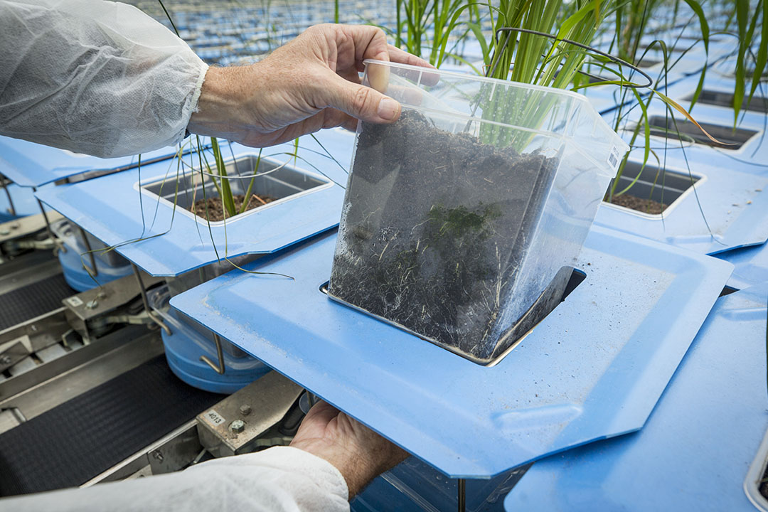 Een medewerker van KeyGene bekijkt een plant. KeyGene ontwikkelt planten die bestand zijn tegen ziekten en droogte.