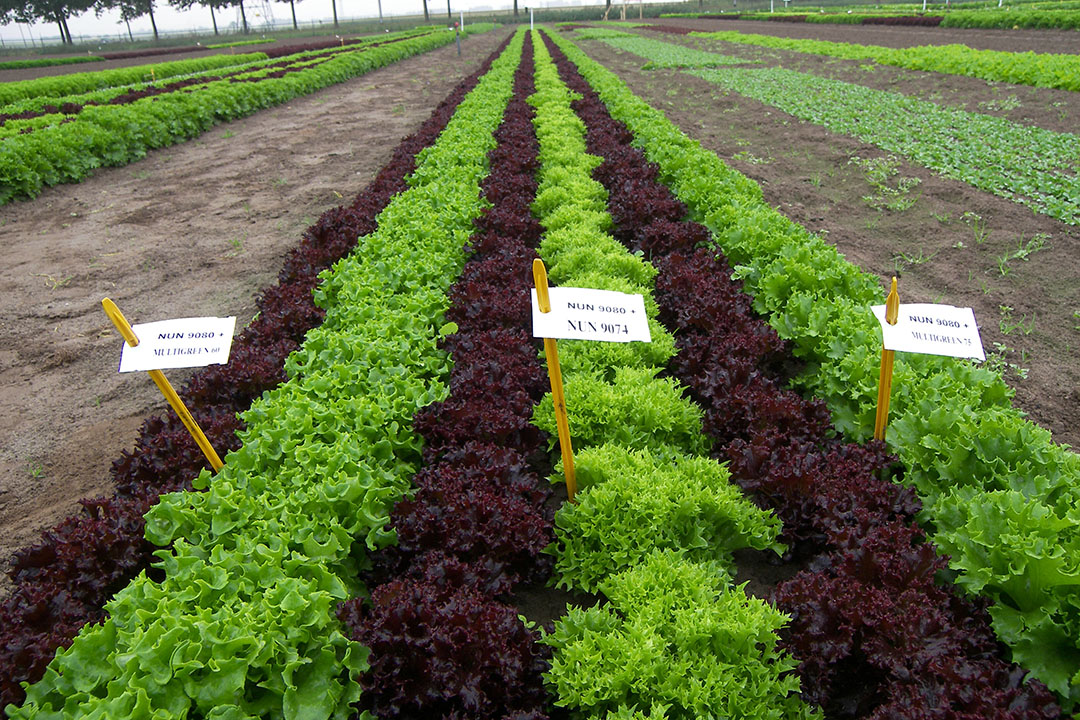 Gerichte veredeling van nieuwe slarassen is eenvoudiger nu genen beter vindbaar zijn. - Foto: Groenten & Fruit