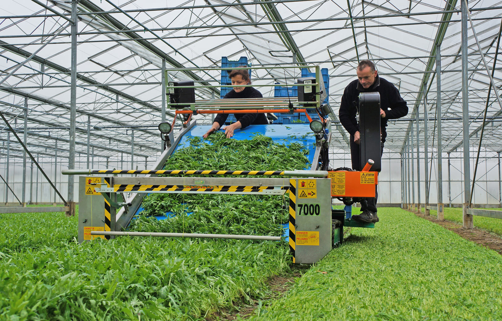 Rucola oogsten ging nog nooit zo gemakkelijk