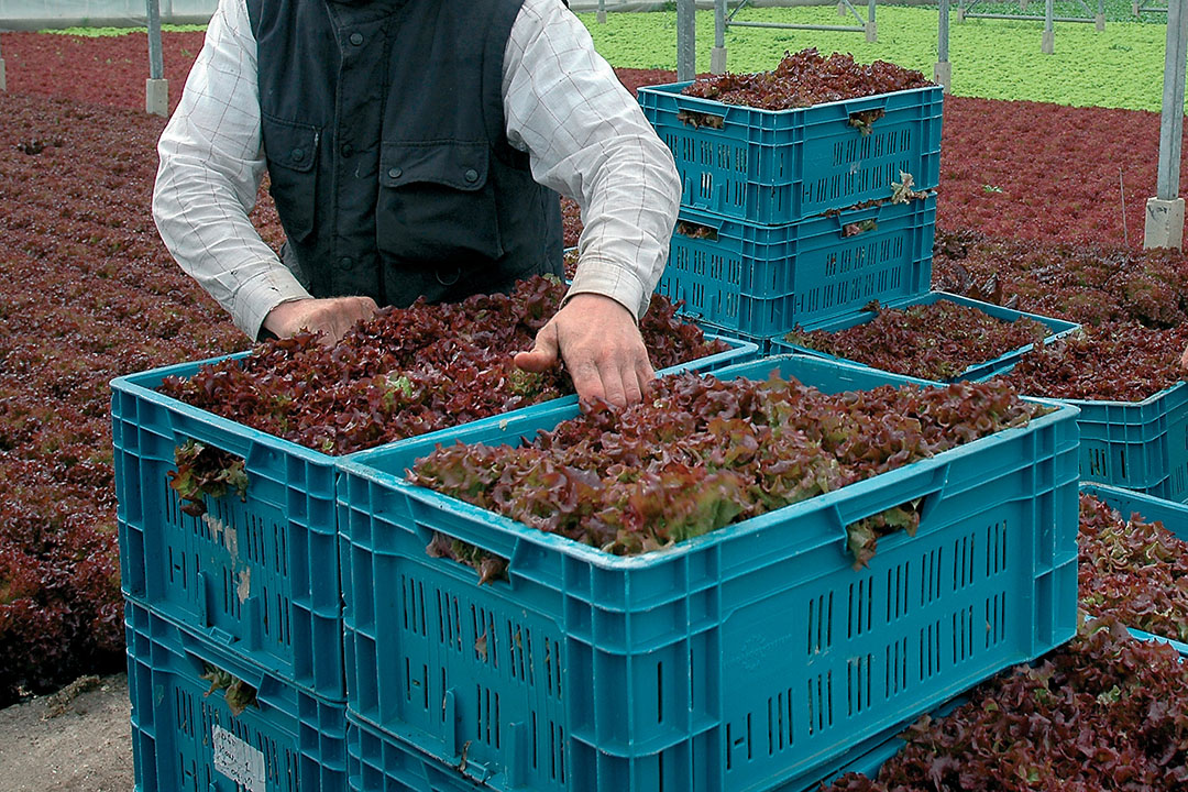 De slamarkt staat onder druk door de coronacrisis. - Foto: Groenten&Fruit.