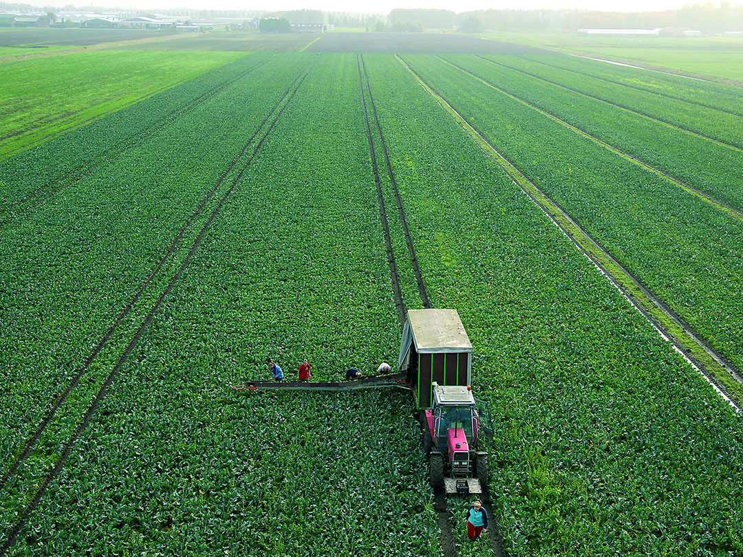 Foto: Groenten&Fruit