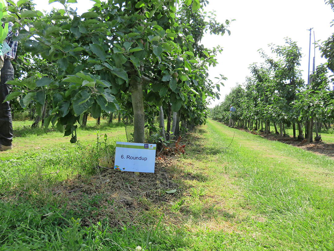 Een onkruidproef met Roundup op de Appeldag van 2014. - Foto: Ton van der Scheer