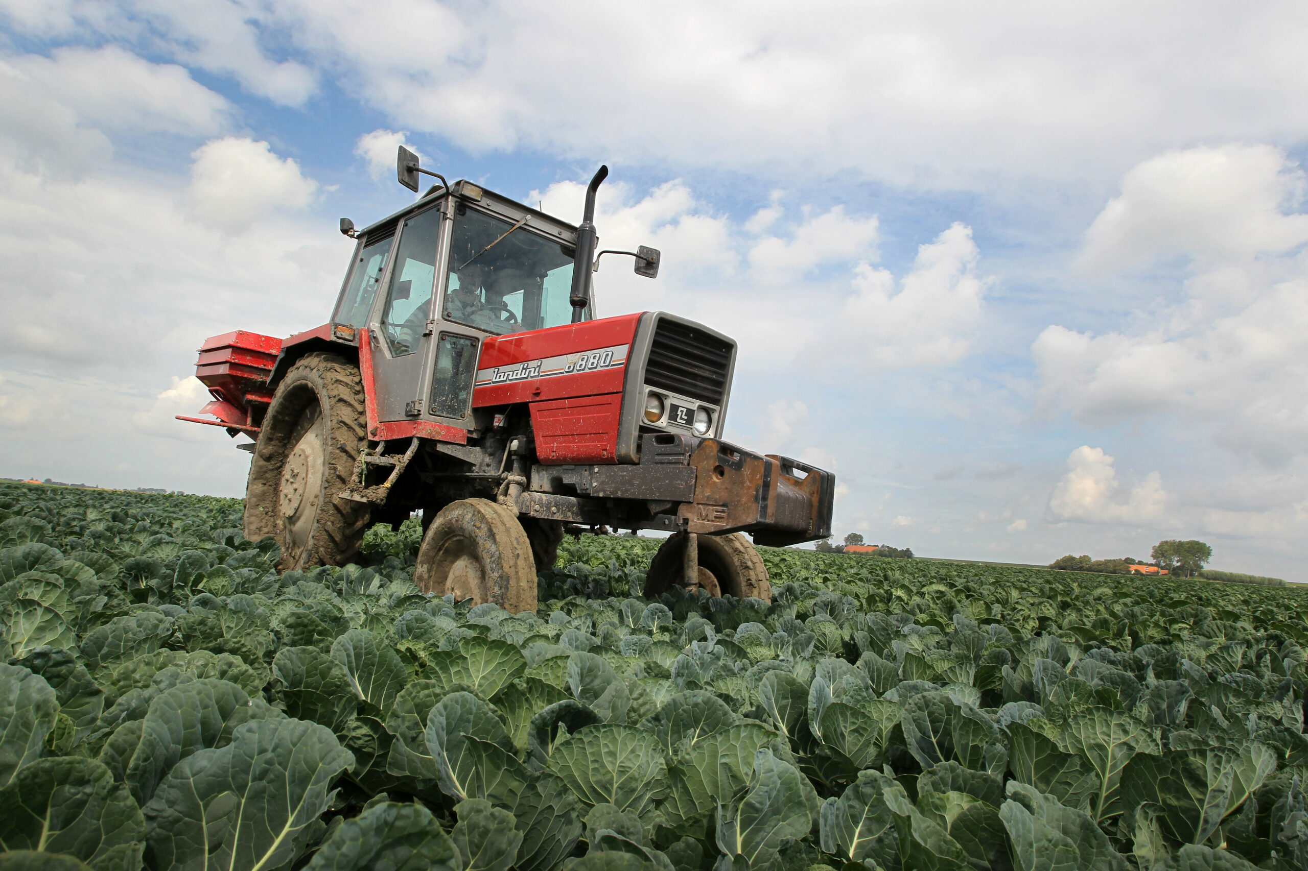 Bijbemesten spruitkool - Foto: Peter Roek