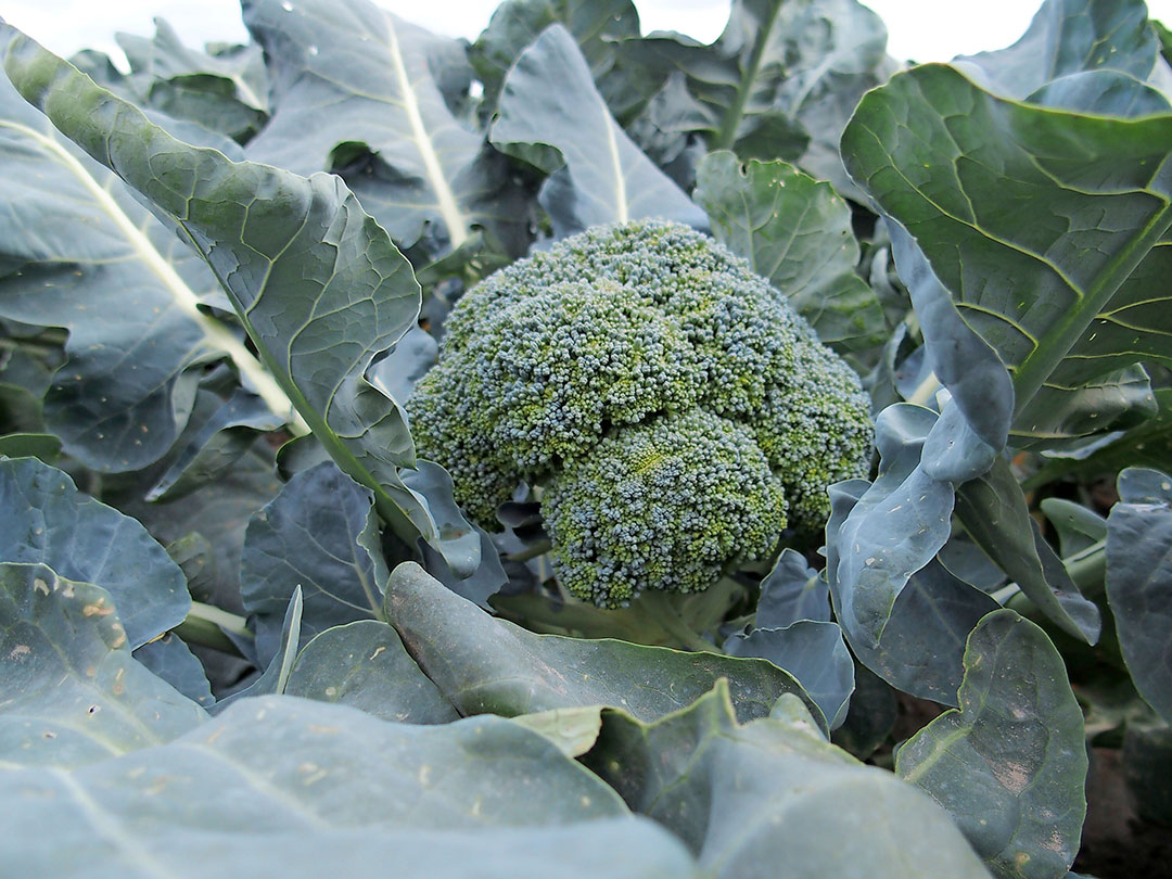 'Het broccoliseizoen zit ongeveer op de helft, maar tot op heden is het een moeizaam seizoen.' - Foto: Stan Verstegen