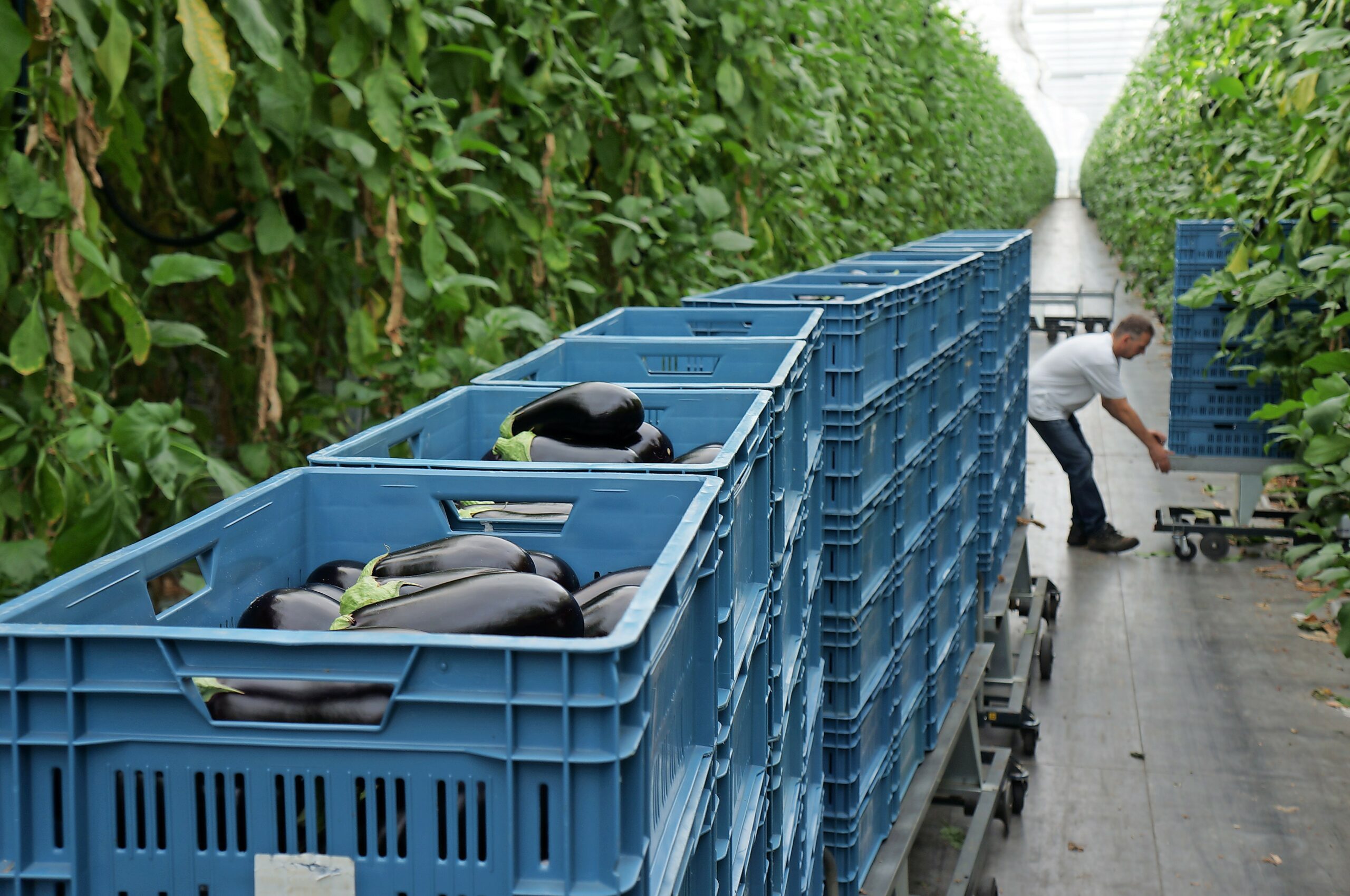 Dit jaar blijven zowel de productie als de prijsvorming achter bij de verwachtingen. Mogelijk dat de inkrimping van het areaal in 2017 positief werkt op de prijsvorming.