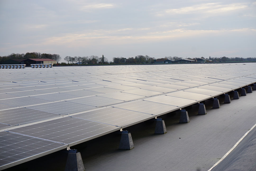 Zonneweides, zoals deze in Flevoland, komen niet overal even probleemloos van de grond. - Foto: ANP