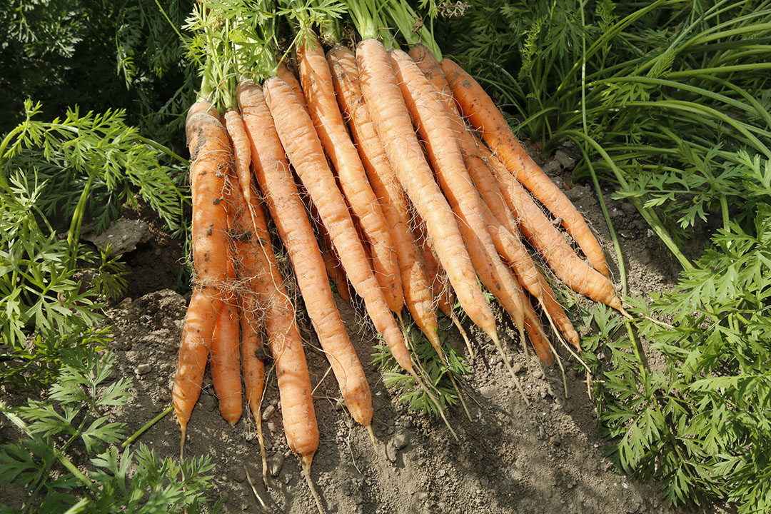 Peen van oogst 2018. De markt is al een poos gunstig.