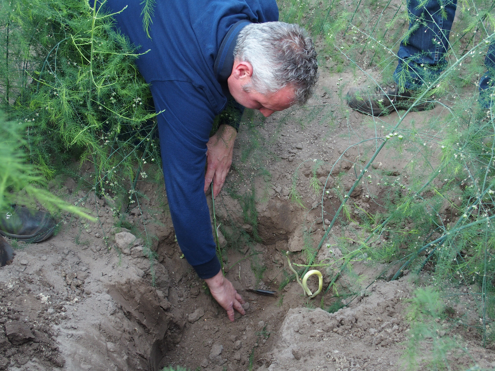 Slangen op of in de asperge-rug?