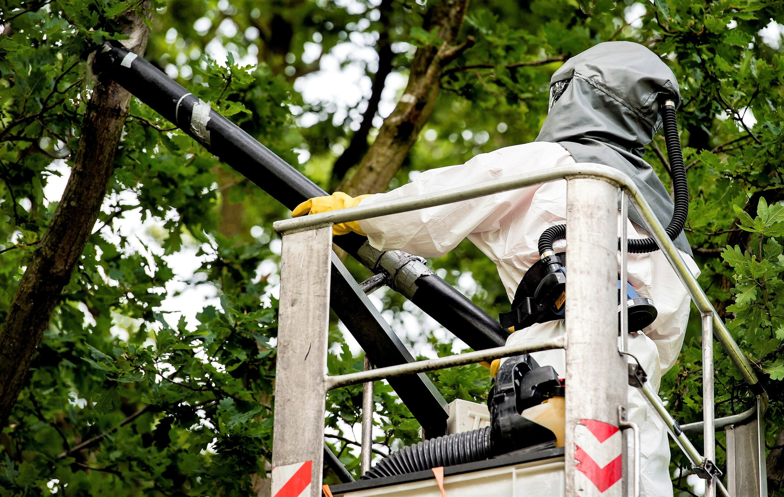 Bestrijding van de eikenprocessierups. Op enkele uitzonderingen na verbiedt de overheid vanaf 1 november alle gebruik van middelen buiten de landbouw. Foto: ANP