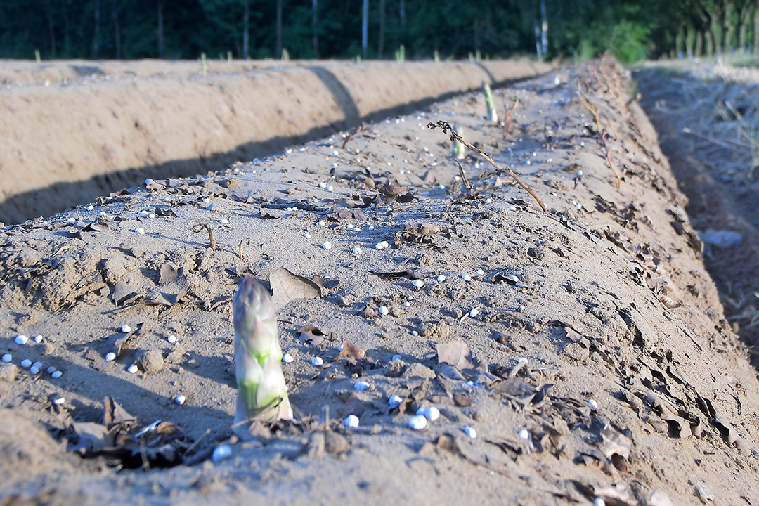 Kunstmest toedienen in aspergeteelt. - Foto: Stan Verstegen