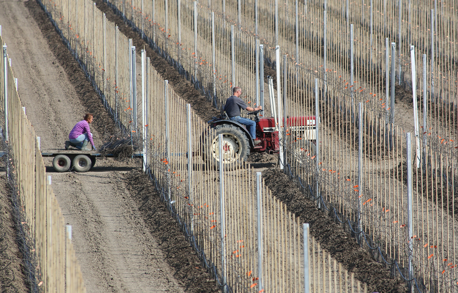 Foto G&F. Nieuwe aanplant Kanzi eerder dit jaar