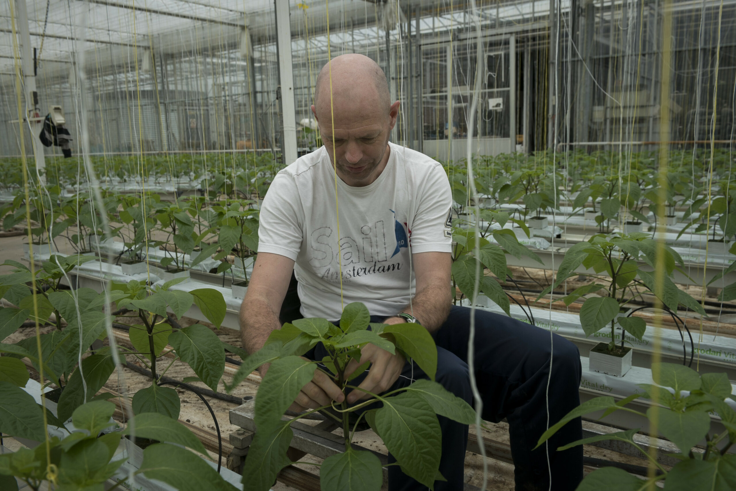 Aanbinden paprika. Foto: Roel Dijkstra