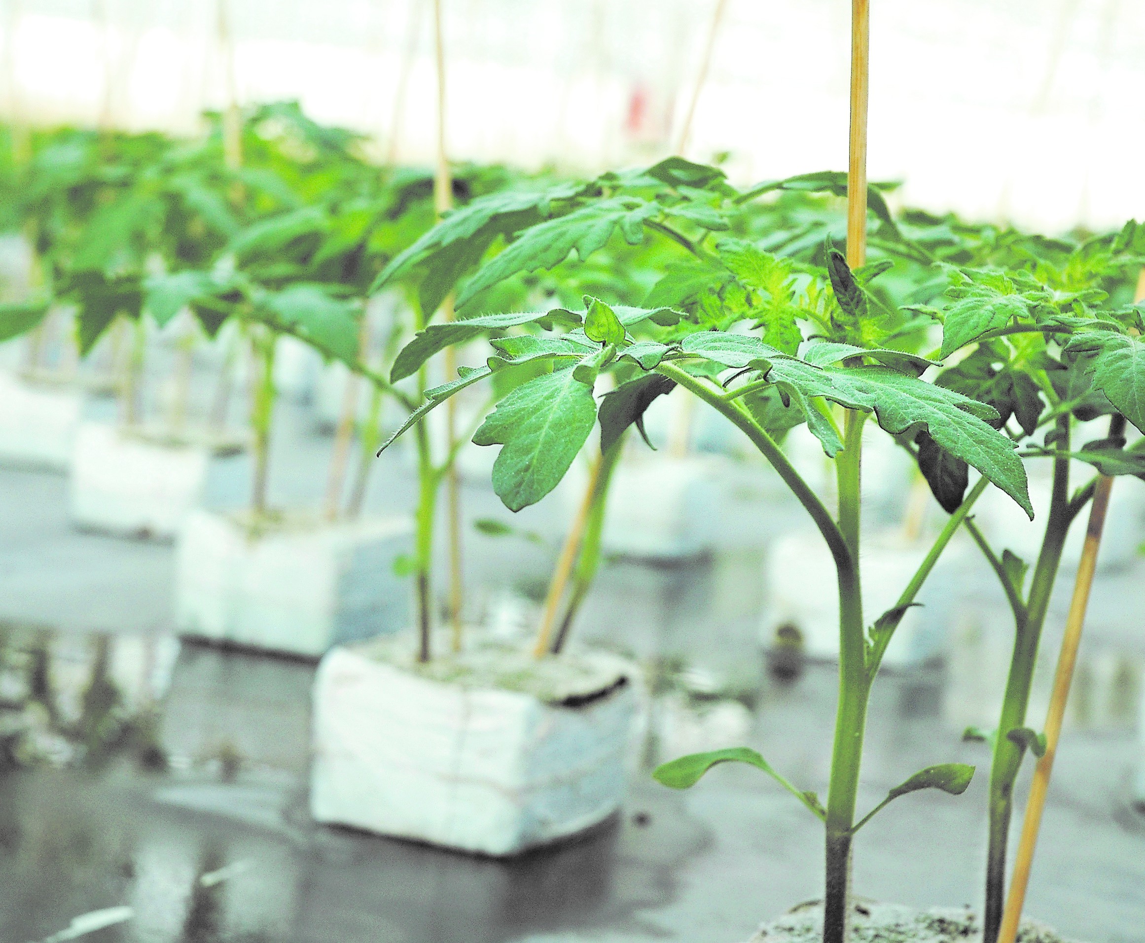 Opkweek tomatenplant bij Van der Lugt. - Archieffoto G&F