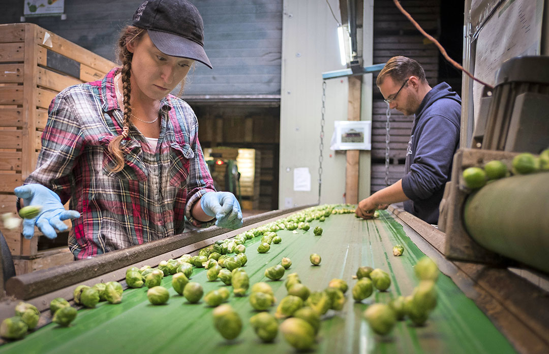 Spruitkool sorteren in Uithuizen (Gr.). - Foto: Jan Willem van Vliet.