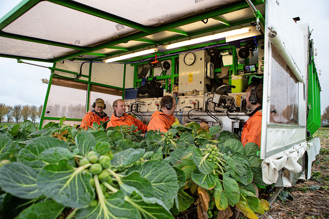 Stefan Jongejan (tweede van links) staat in de ochtend aan de sorteerband, en zit  s middag vaak een paar uurtjes op de plukker.  Ik weet hoe het loopt en wat er gebeurt.  - Foto: Peter Roek