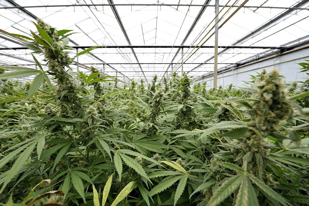 Illegale cannabisteelt moet plaatsmaken voor legale teelt. Kassen zijn een mogelijkheid. - Foto: ANP