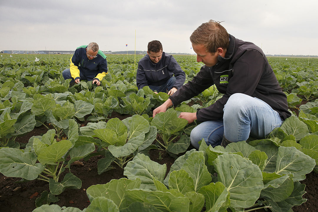 Cok van der Maarl, Joris van den Heuvel en Emiel Noordermeer bekijken het proefveldje waar verschillende spuitschema's tegen koolwittevlieg worden getest. - Foto: Misset