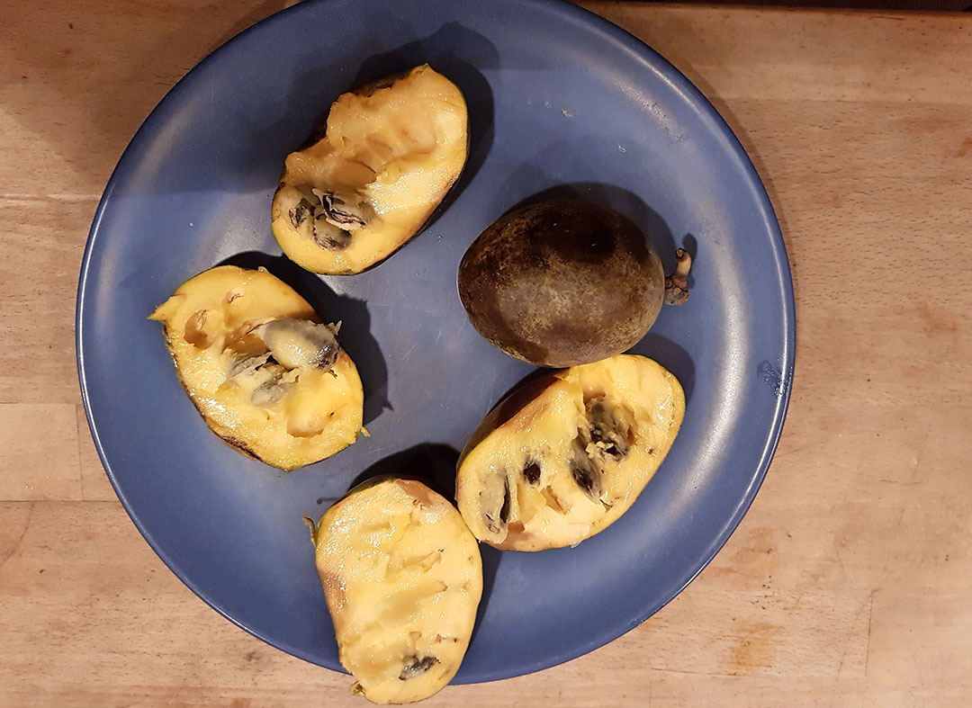 De pawpaw is een zoete, sappige, maar kwestbare vrucht. - Foto: Wouter van Teeffelen