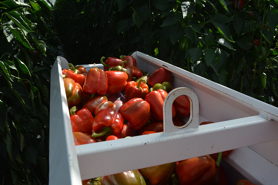 GMO-goedkeuring DOOR, De Schakel en Fossa Eugenia