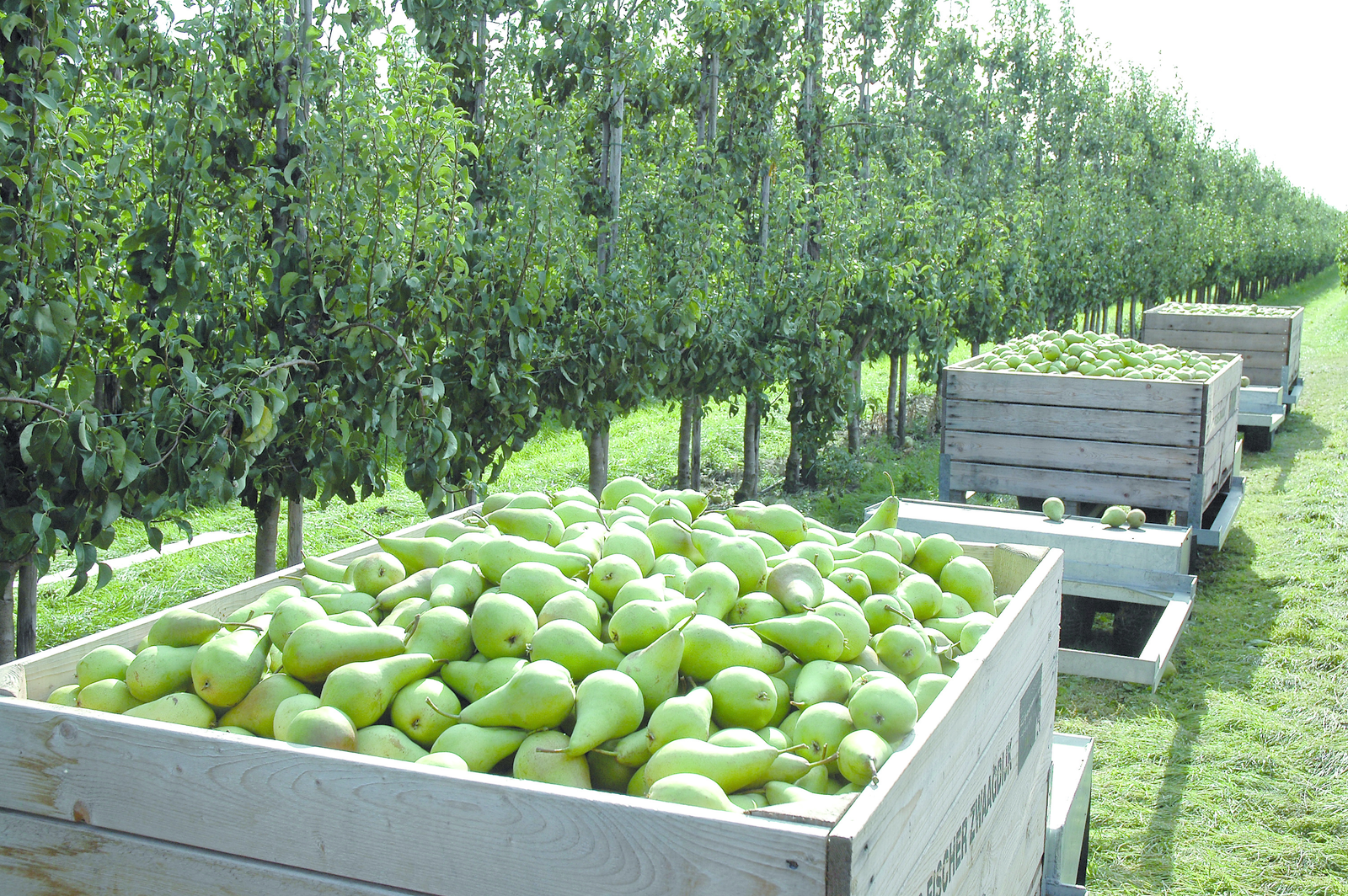 Fruitteelt wil vergoeding mezenschade behouden