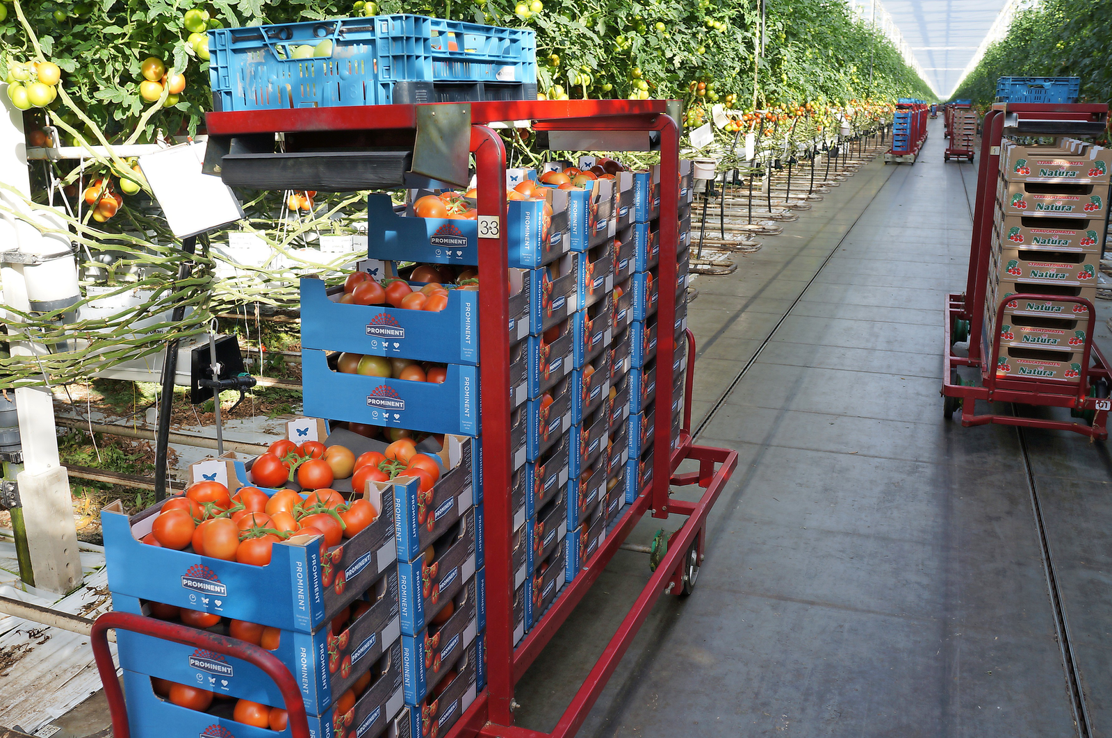 Het vruchtgewicht is de laatste tijd nog toegenomen naar gemiddeld 175 gram. De kwaliteit is goed. "We gooien per oogstkar van 260 kilo hooguit 3 tot 4 kilo weg", zegt teeltmanager Berry Baruch. (foto Gerard Boonekamp)