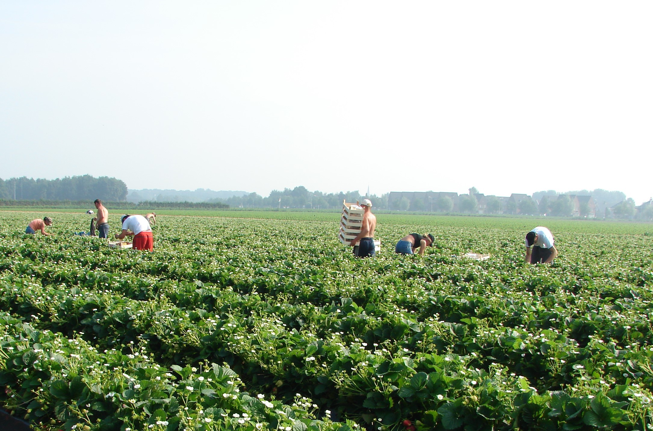 Een teveel aan onbedekte huid is een risico in de hitte van de zon. - foto: G&F