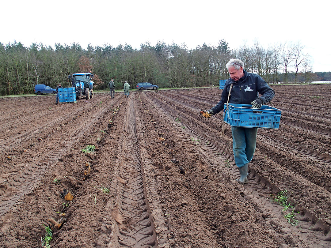 Voor de vervroegde rabarberteelt plantte Wim van den Eertwegh net voor carnaval een nieuw perceel.  Ze moeten de grond in, want sommige ogen beginnen al uit te lopen.  - Foto: Stan Verstegen