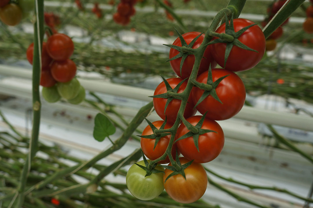 Archieffoto tomatenteelt. Foto: Gerard Boonekamp