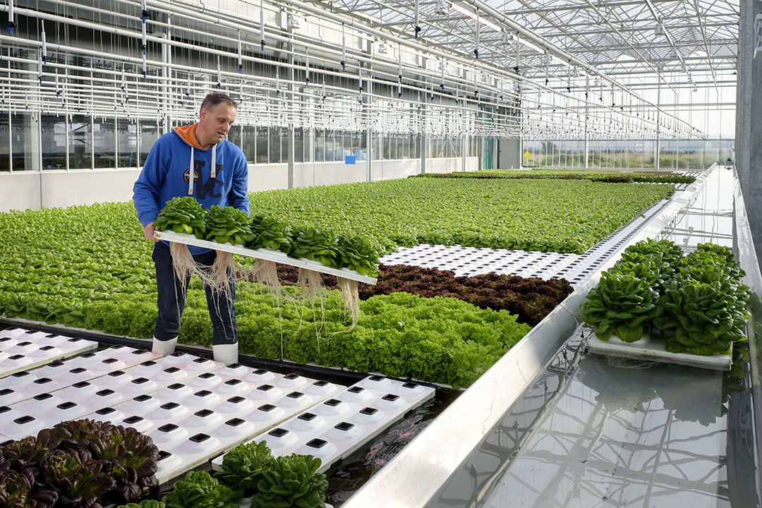 Jan Varekamp aan het werk in zijn kas. - Foto: Roel Dijkstra